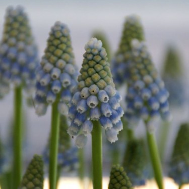 Muscari 'Peppermint'