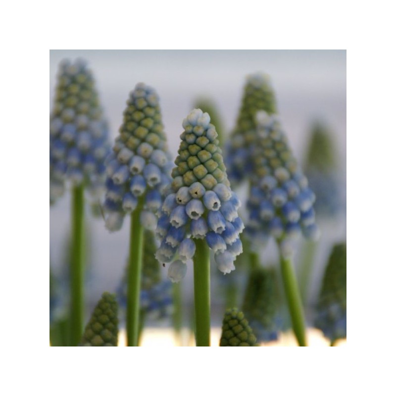 Muscari 'Peppermint'