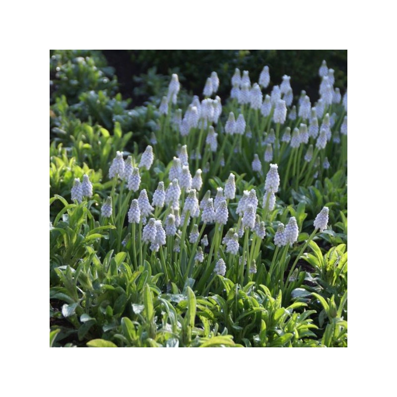 Muscari 'Peppermint'