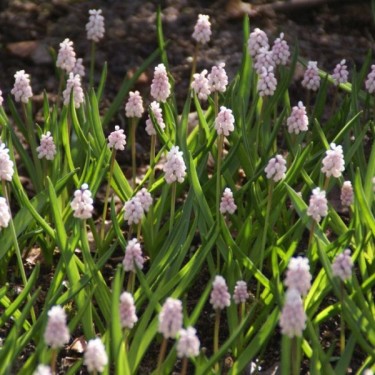 Muscari 'Pink Sunrise'