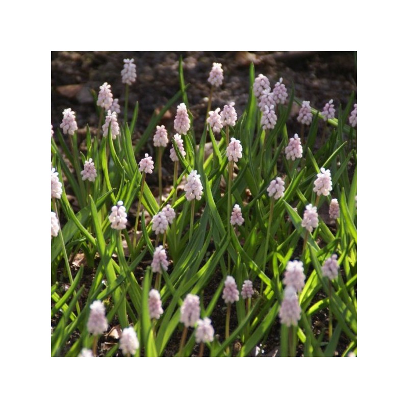 Muscari 'Pink Sunrise'