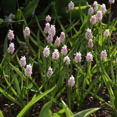Muscari 'Pink Sunrise'