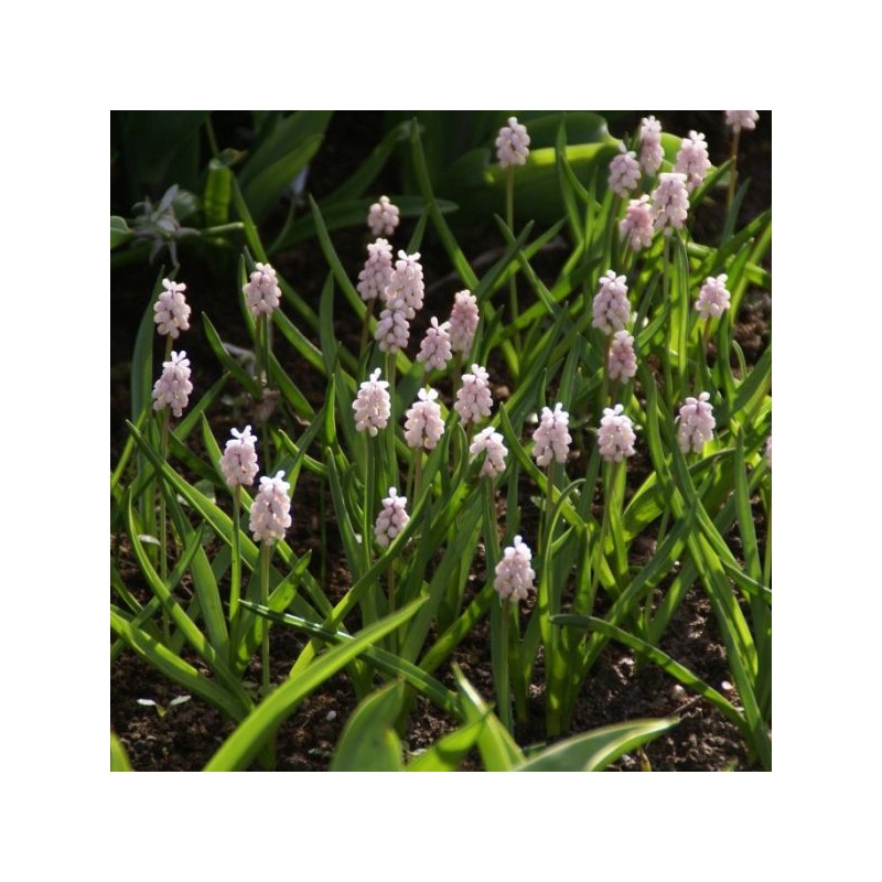 Muscari 'Pink Sunrise'