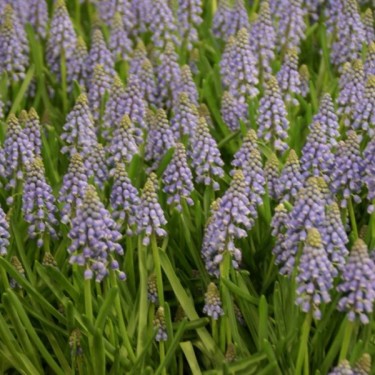 Muscari armeniacum
