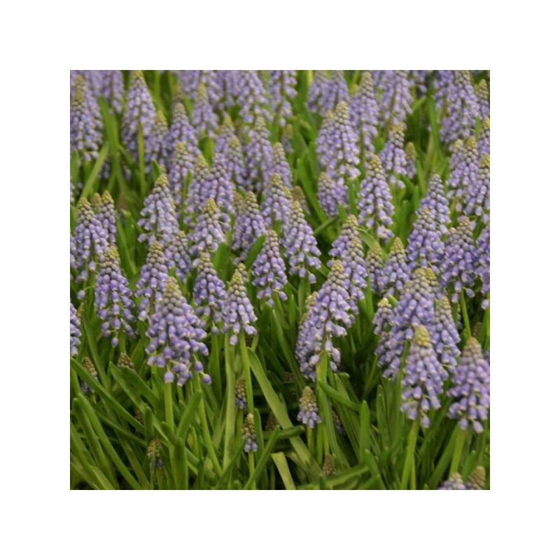 Muscari armeniacum