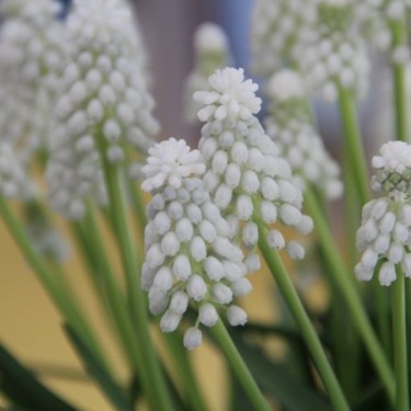 Muscari armeniacum 'Siberian Tiger'