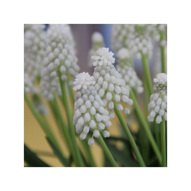 Muscari armeniacum 'Siberian Tiger' Muscari armeniacum 'Siberian Tiger'