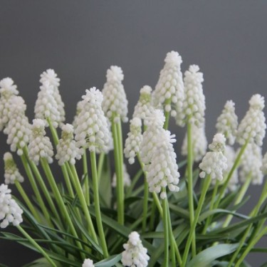 Muscari armeniacum 'Siberian Tiger' Muscari armeniacum 'Siberian Tiger'