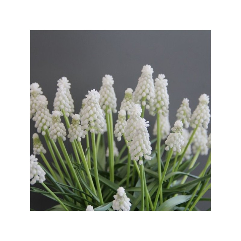 Muscari armeniacum 'Siberian Tiger' Muscari armeniacum 'Siberian Tiger'