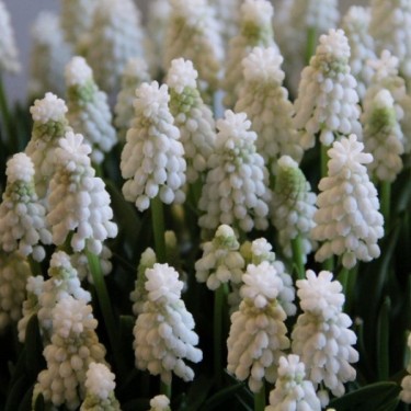 Muscari armeniacum 'Siberian Tiger' Muscari armeniacum 'Siberian Tiger'