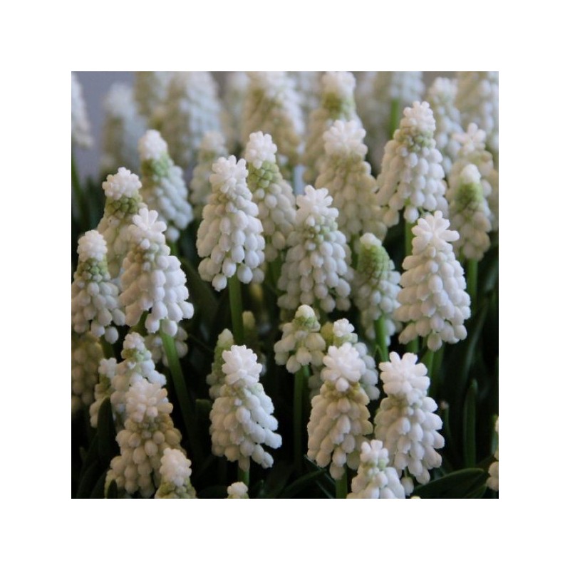 Muscari armeniacum 'Siberian Tiger' Muscari armeniacum 'Siberian Tiger'
