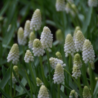 Muscari aucheri 'White Magic'