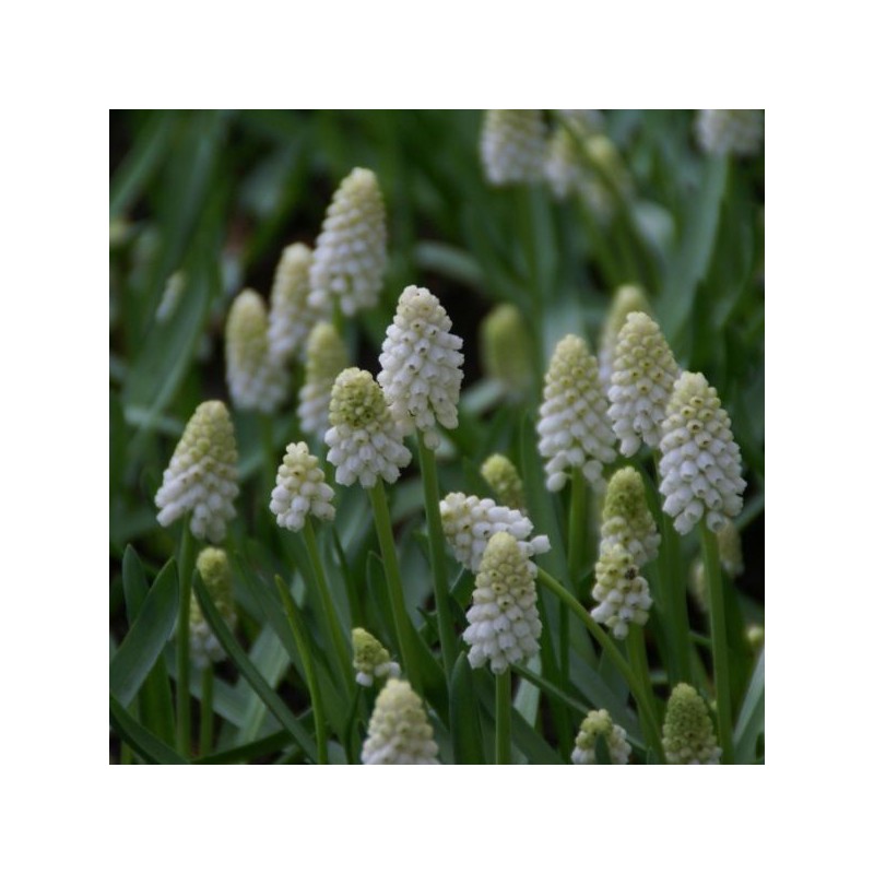 Muscari aucheri 'White Magic'
