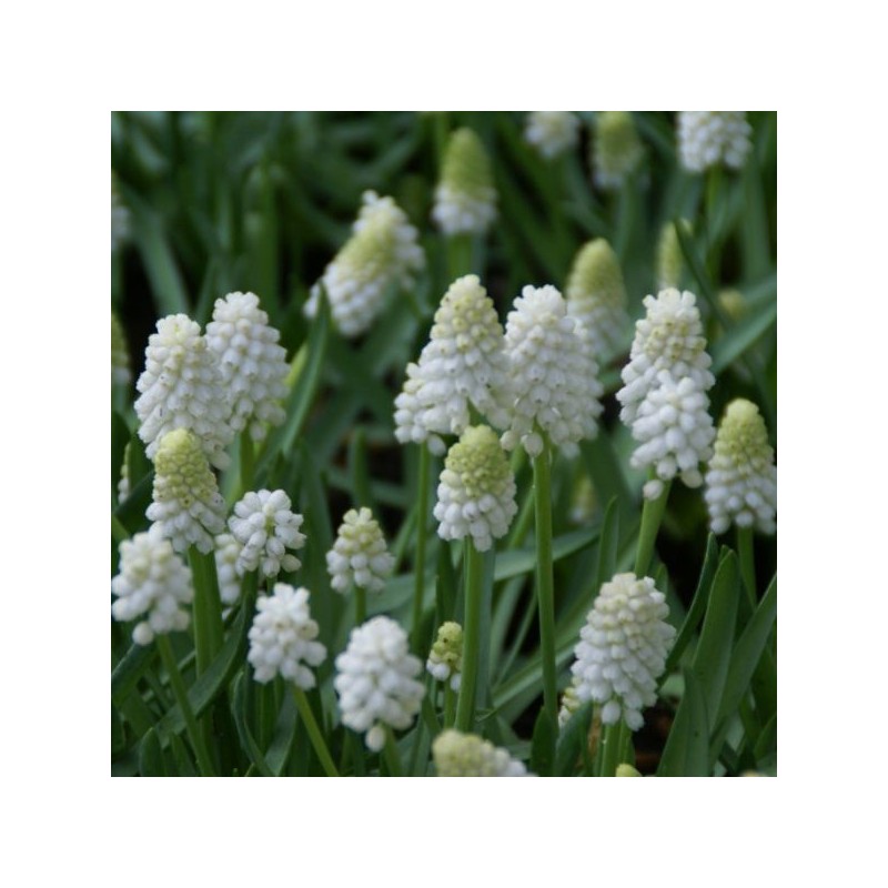 Muscari aucheri 'White Magic'