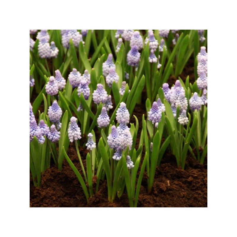 Muscari azureum