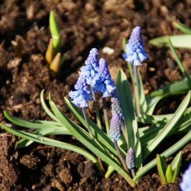 Muscari azureum