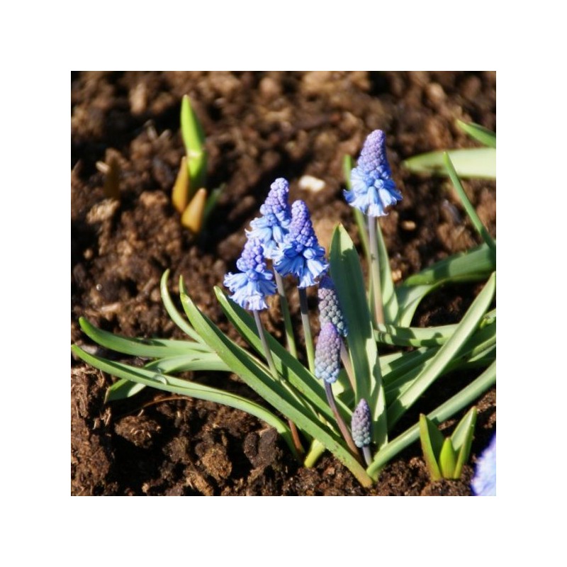 Muscari azureum
