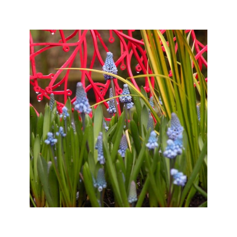 Muscari azureum