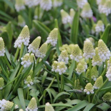 Muscari azureum 'Album'