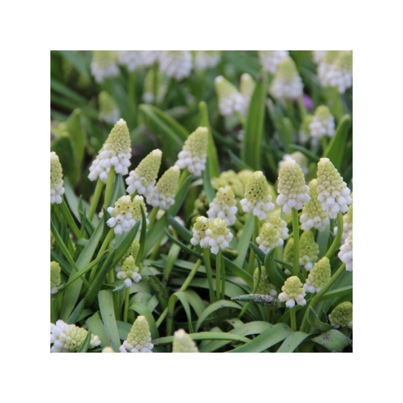 Muscari azureum 'Album'