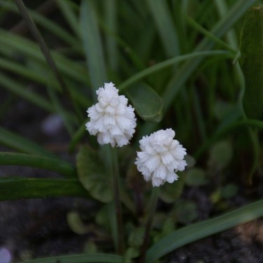 Muscari azureum 'Album'