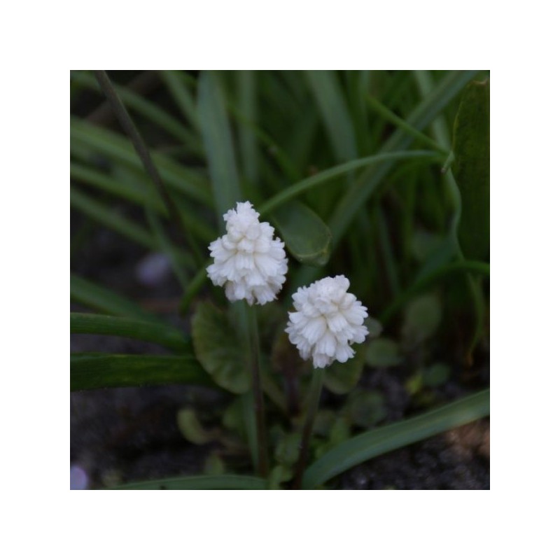 Muscari azureum 'Album'