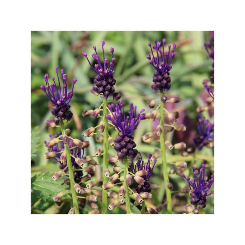Muscari comosum