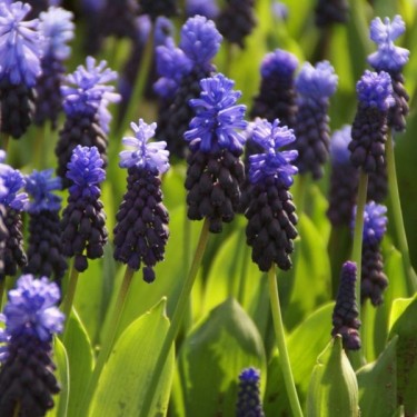 Muscari latifolium