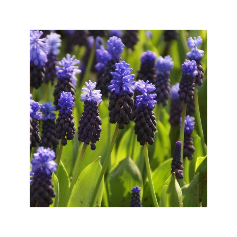 Muscari latifolium
