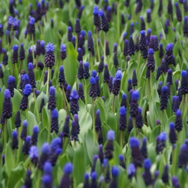 Muscari latifolium