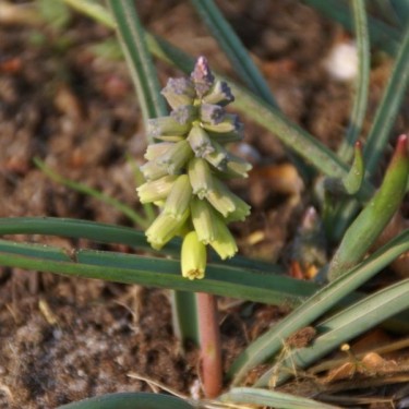 Muscari macrocarpum