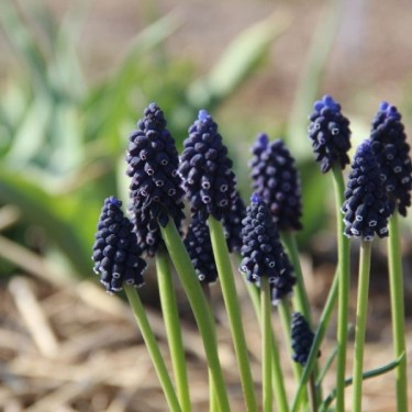 Muscari neglectum