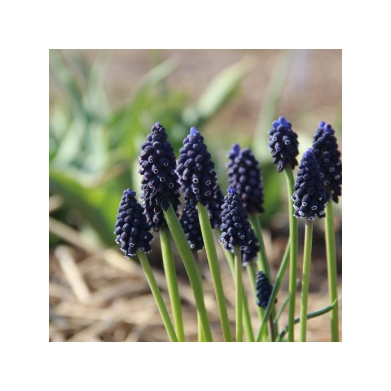 Muscari neglectum