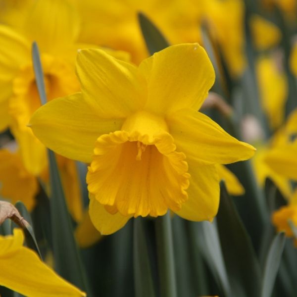 Narcissus ' Sint Victor'