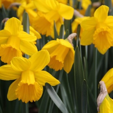 Narcissus ' Sint Victor'