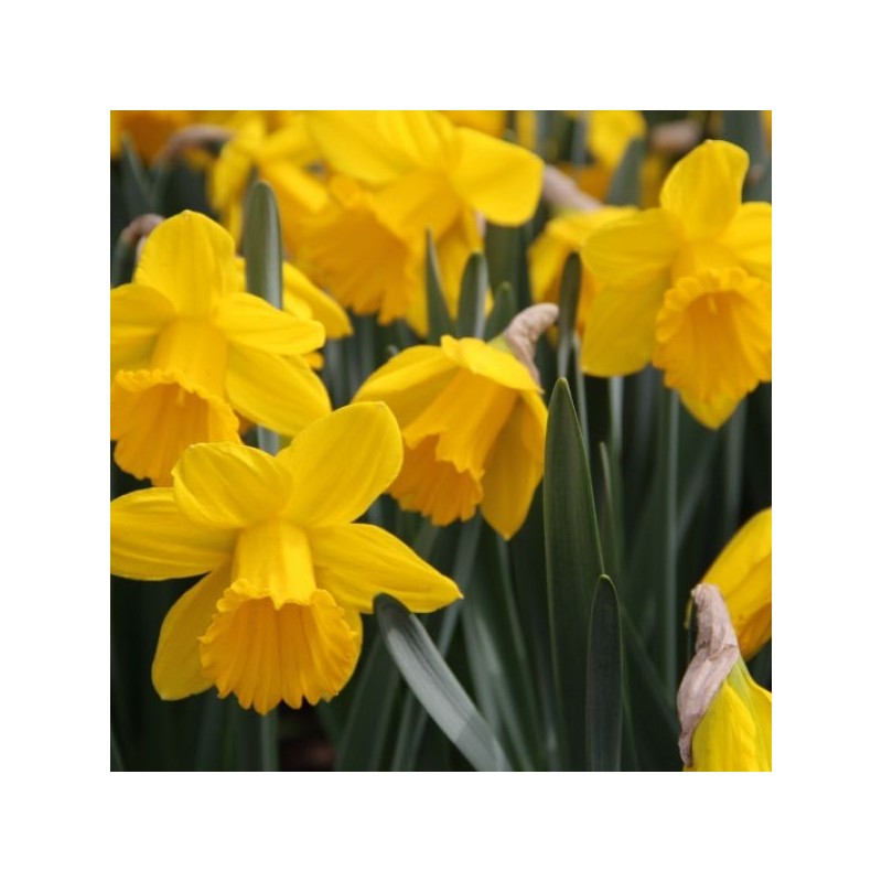 Narcissus ' Sint Victor'