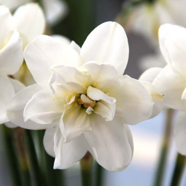 Narcissus 'Albus Plenus Odoratus'
