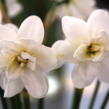 Narcissus 'Albus Plenus Odoratus'