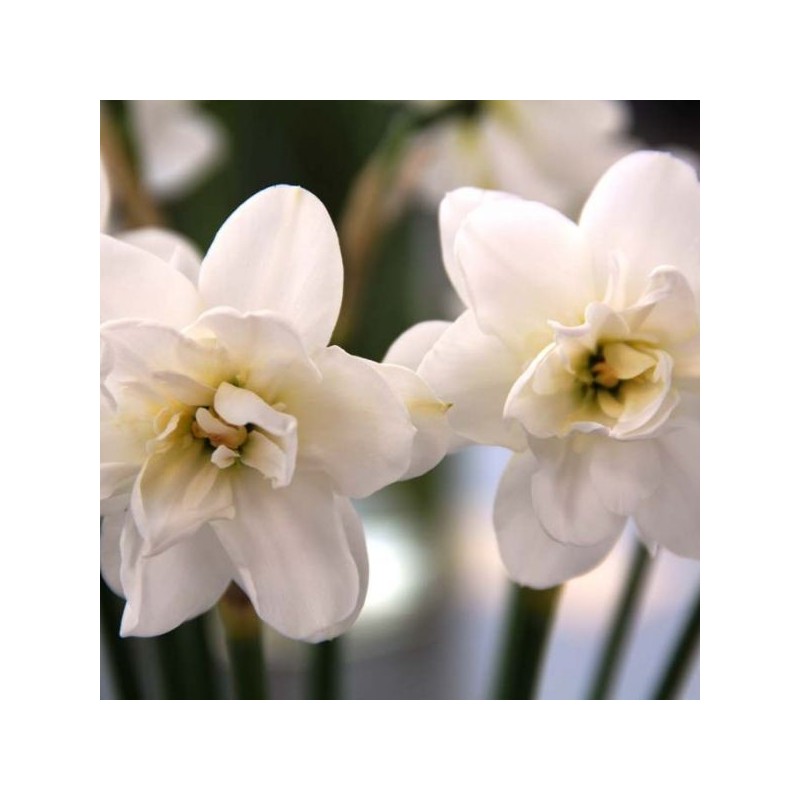 Narcissus 'Albus Plenus Odoratus'