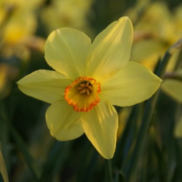 Narcissus 'Bath's Flame'