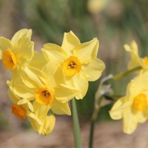 Narcissus 'Canary Bird'