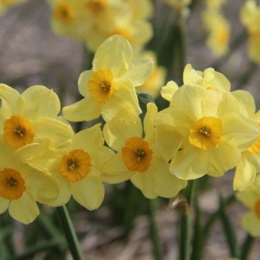 Narcissus 'Canary Bird'