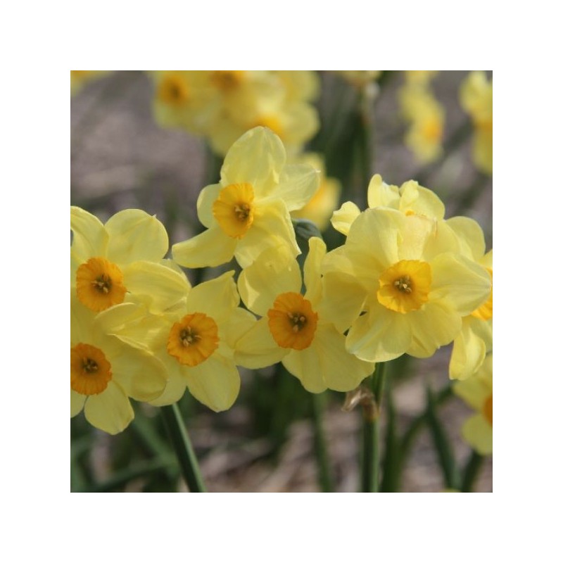Narcissus 'Canary Bird'