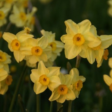 Narcissus 'Canary Bird'