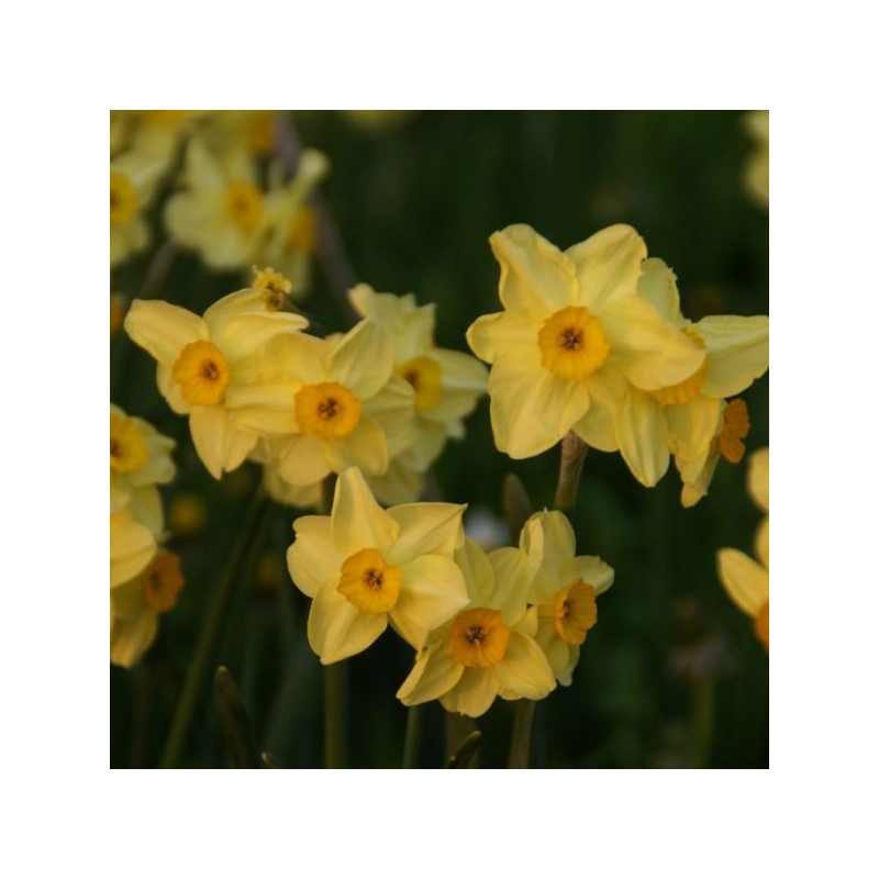 Narcissus 'Canary Bird'