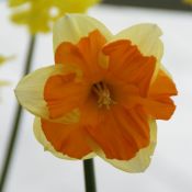 Narcissus 'Centannees'