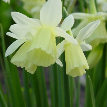 Narcissus 'Dutch Lemon Drops'