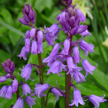 Hyacinthoides hispanica 'Dainty Maid'