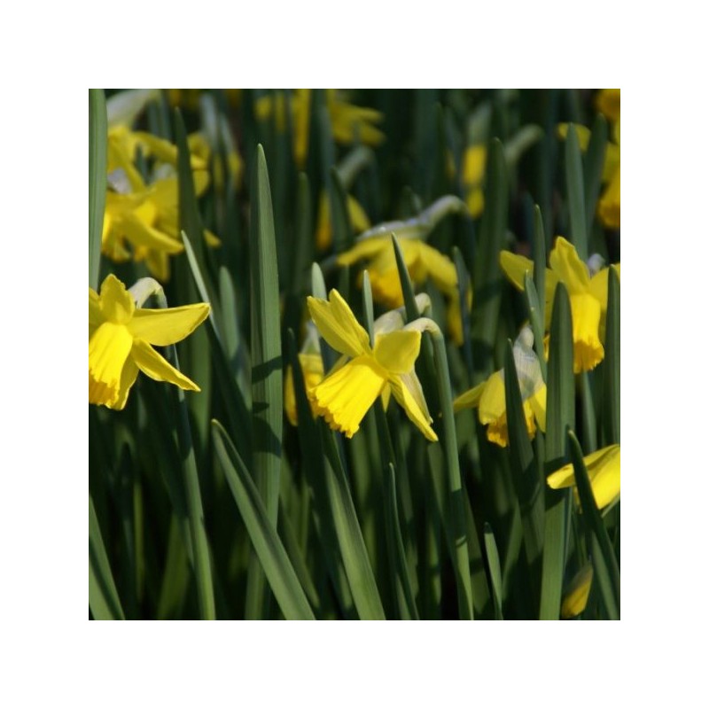 Narcissus 'February Gold'