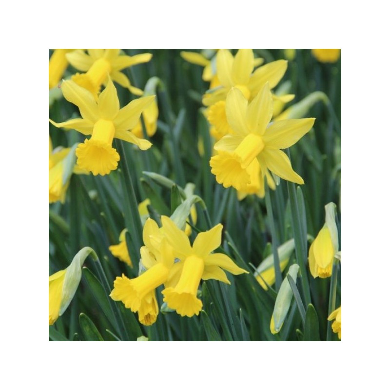 Narcissus 'February Gold'